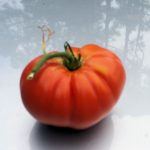 Growing Huge Tomatoes