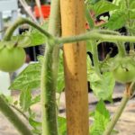 My First Big Tomato of Spring (And Updates)