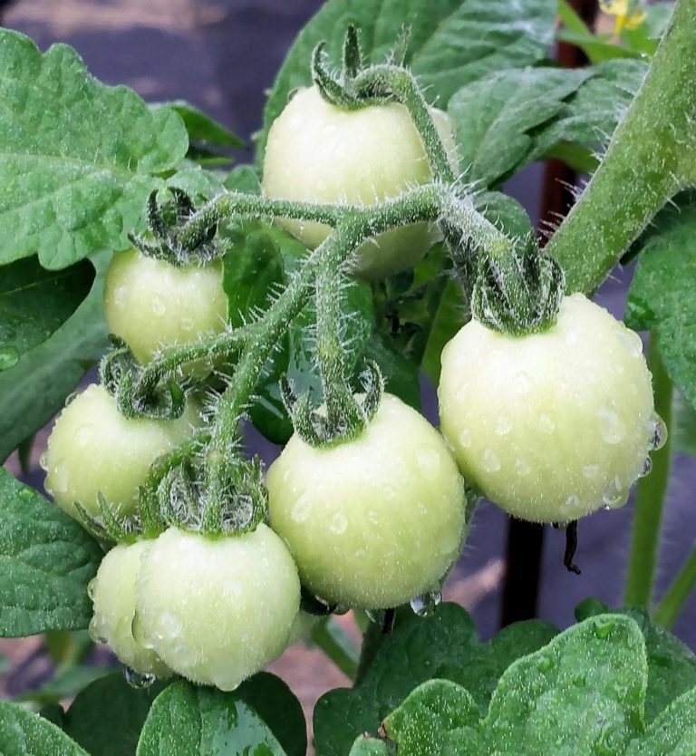Growing Tomatoes in South Florida Homegrown Tomatoes