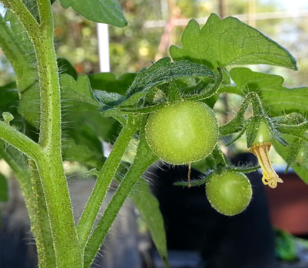 Tomato Growing Questions
