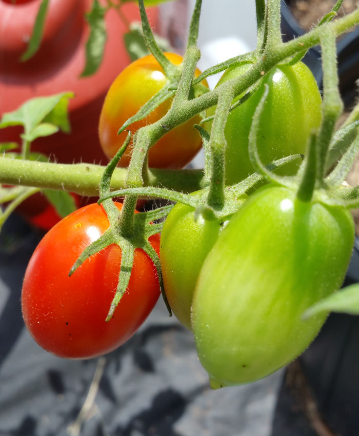 Are Tomatoes Perennial?