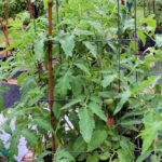 Tomato Growth Requirements