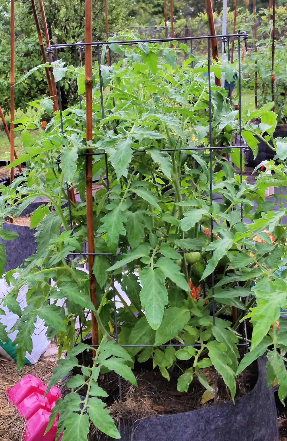Tomato Growth Requirements