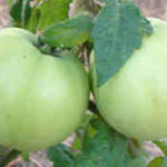 Hybrid Tomatoes, Part 2