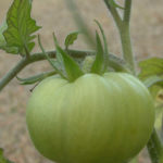 Tomato Varieties for the Southeast