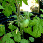 Planting a Tomato Garden