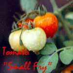 Tomato Fun Facts