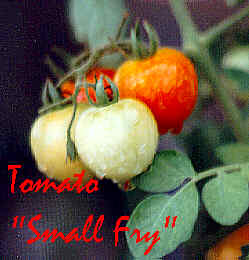 Tomato Fun Facts