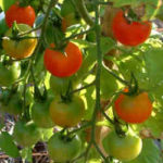 Hybrid Tomatoes