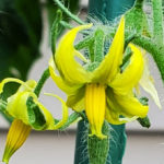 Tomato Garden May 2020 - What's Really Growing?