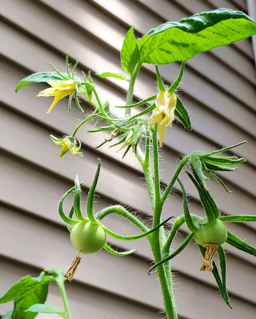 Topping a Tomato